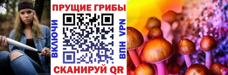 закладка Геленджик Псилоцибиновые грибы Cubensis